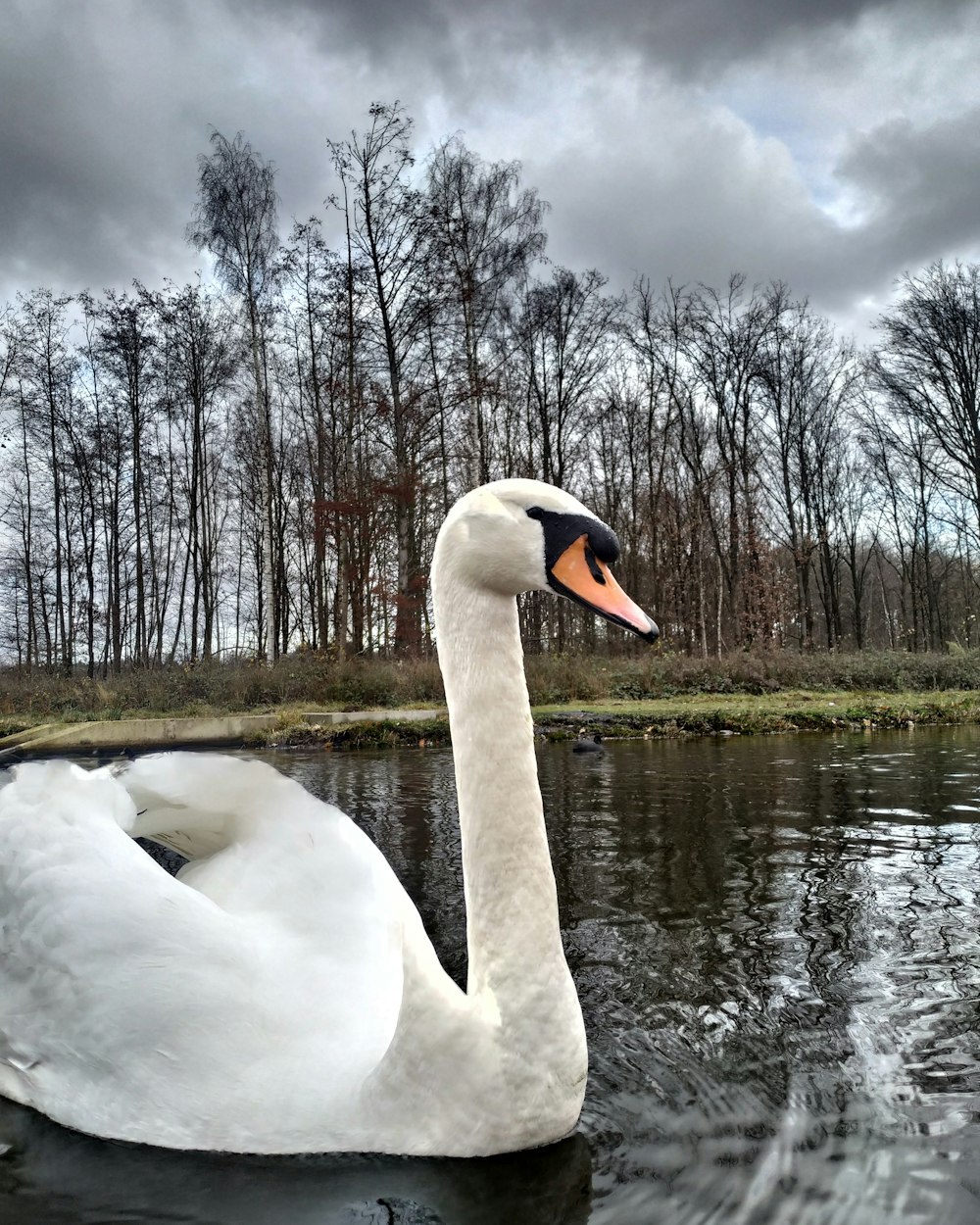 white swan on water during daytime