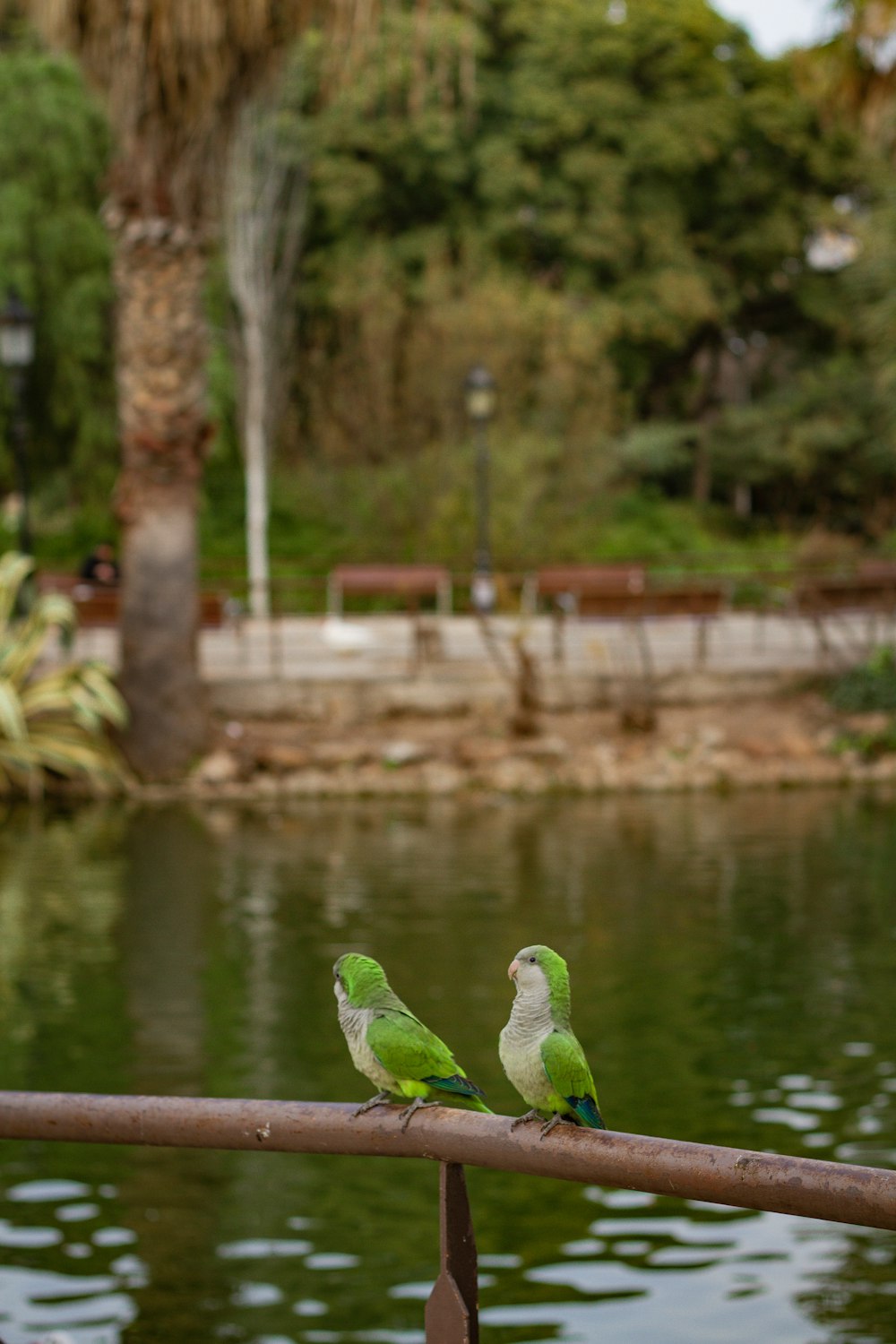 green and white bird on brown tree branch