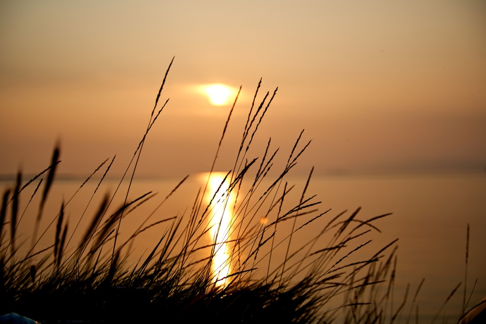 silhouette of grass during sunset