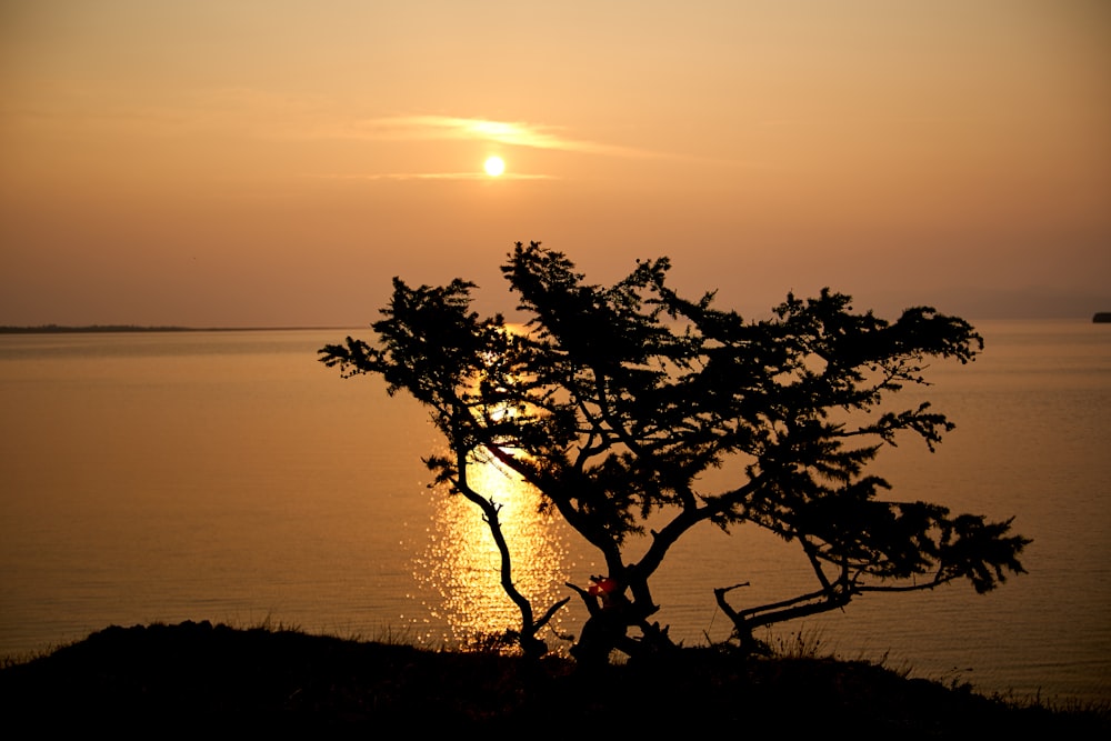 silhouette of tree near body of water during sunset