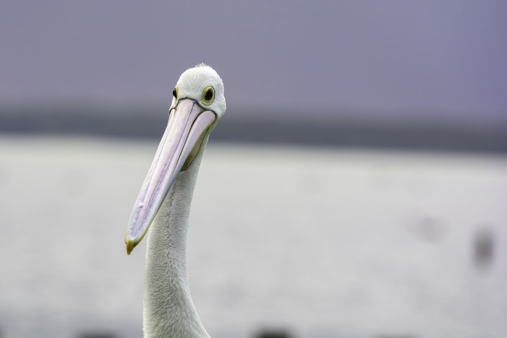 white pelican on body of water during daytime