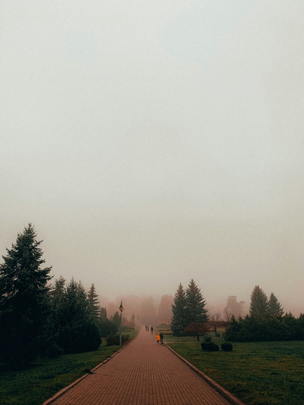 green trees under white sky during daytime