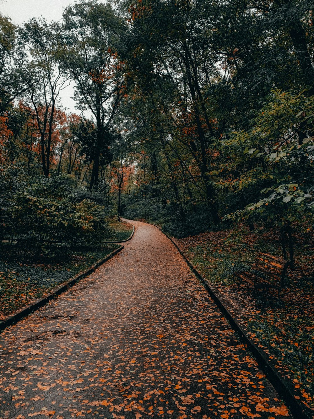 brown pathway between trees during daytime