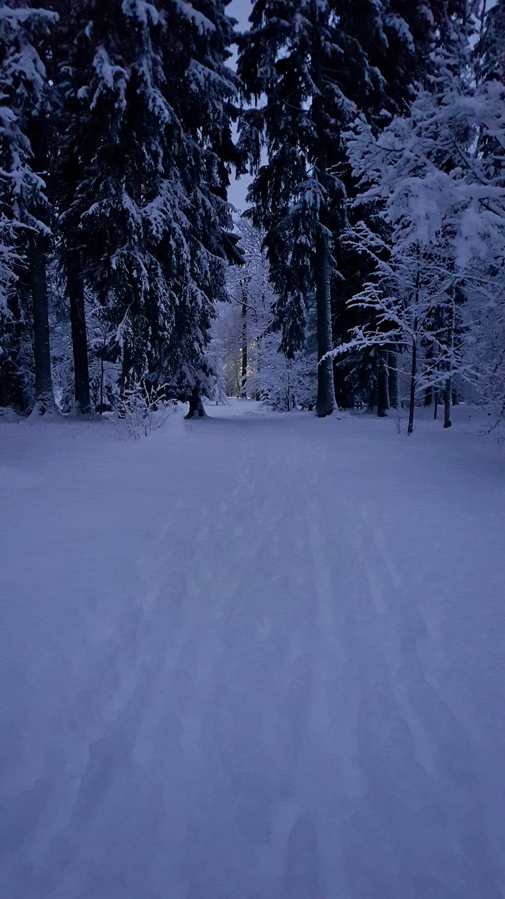 snow covered trees during daytime