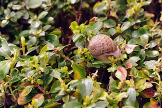 A snail with a brown, spiral shell crawling on green, leafy plants. The plants have small, glossy leaves with some yellow and brown spots.