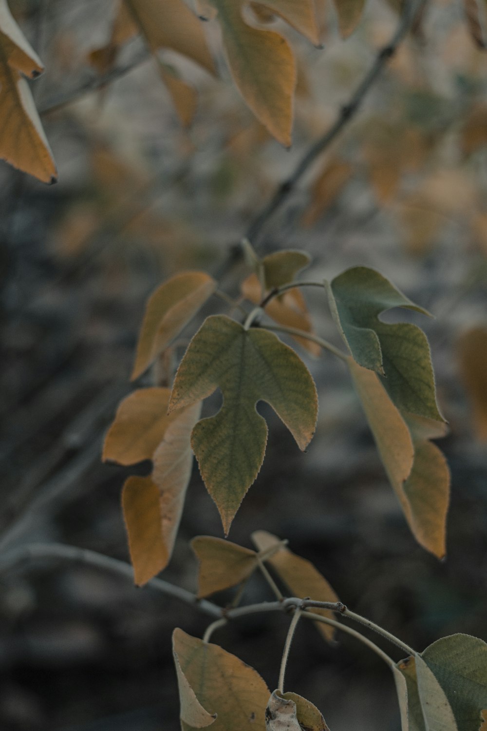 green leaves in tilt shift lens