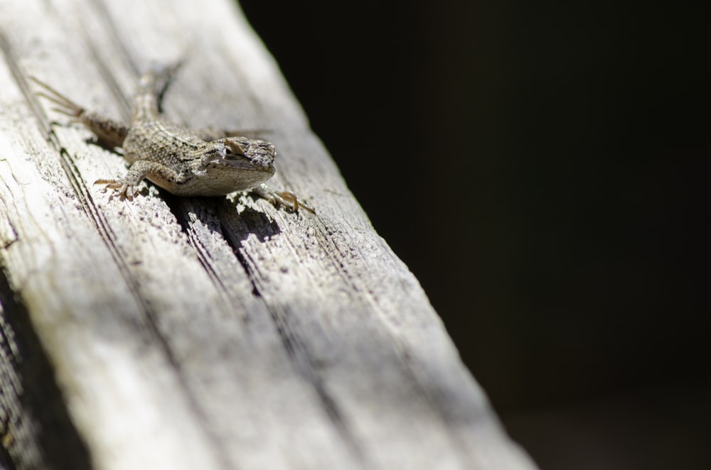 brown lizard on white wood