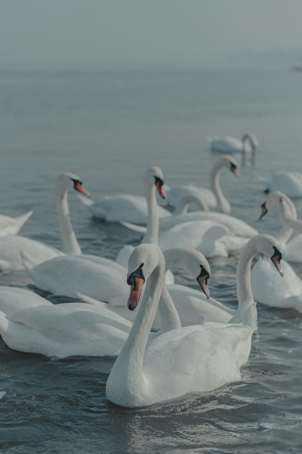 cisne branco no corpo de água durante o dia