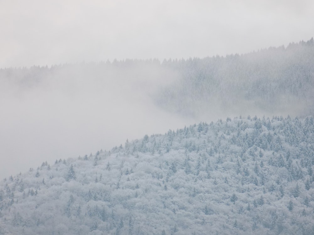 Weiße und schwarze Bäume mit Schnee bedeckt