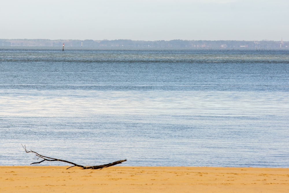 brown wood on brown sand near body of water during daytime