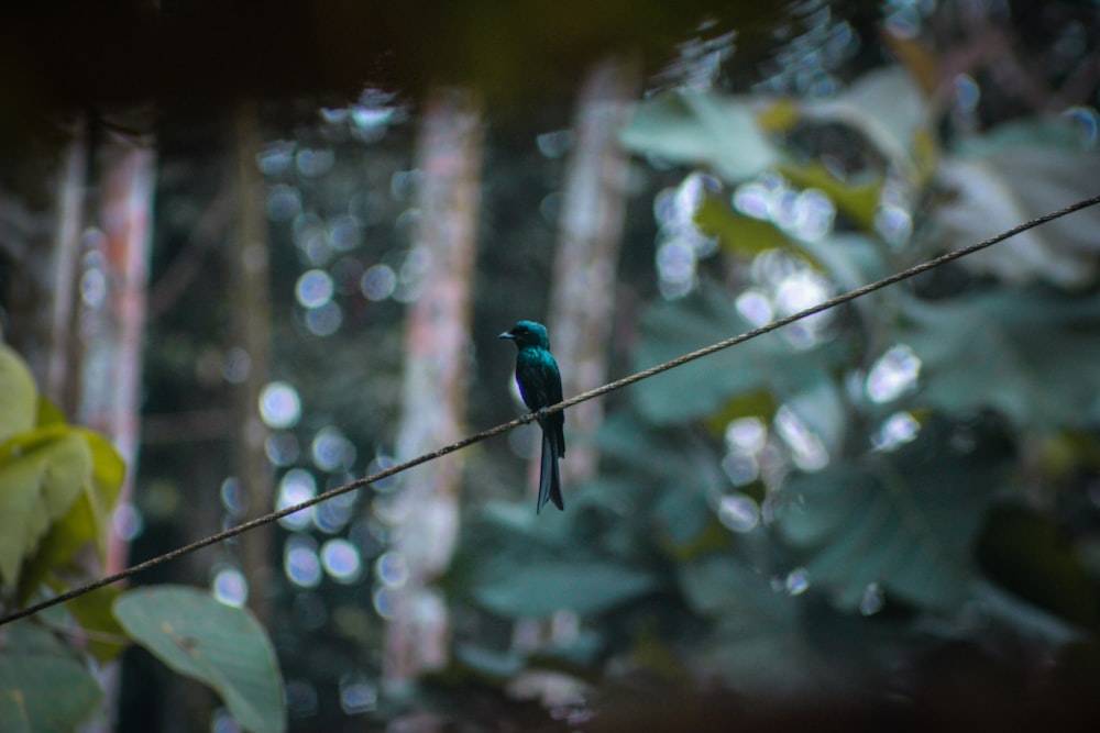 blue and green bird on tree branch during daytime