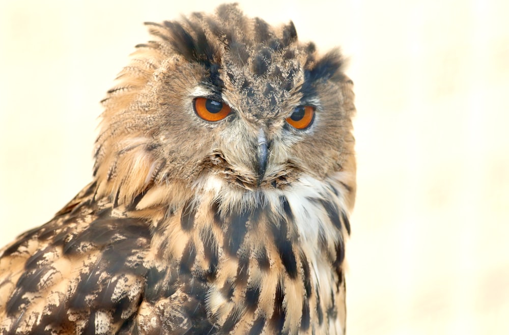 brown and black owl in close up photography