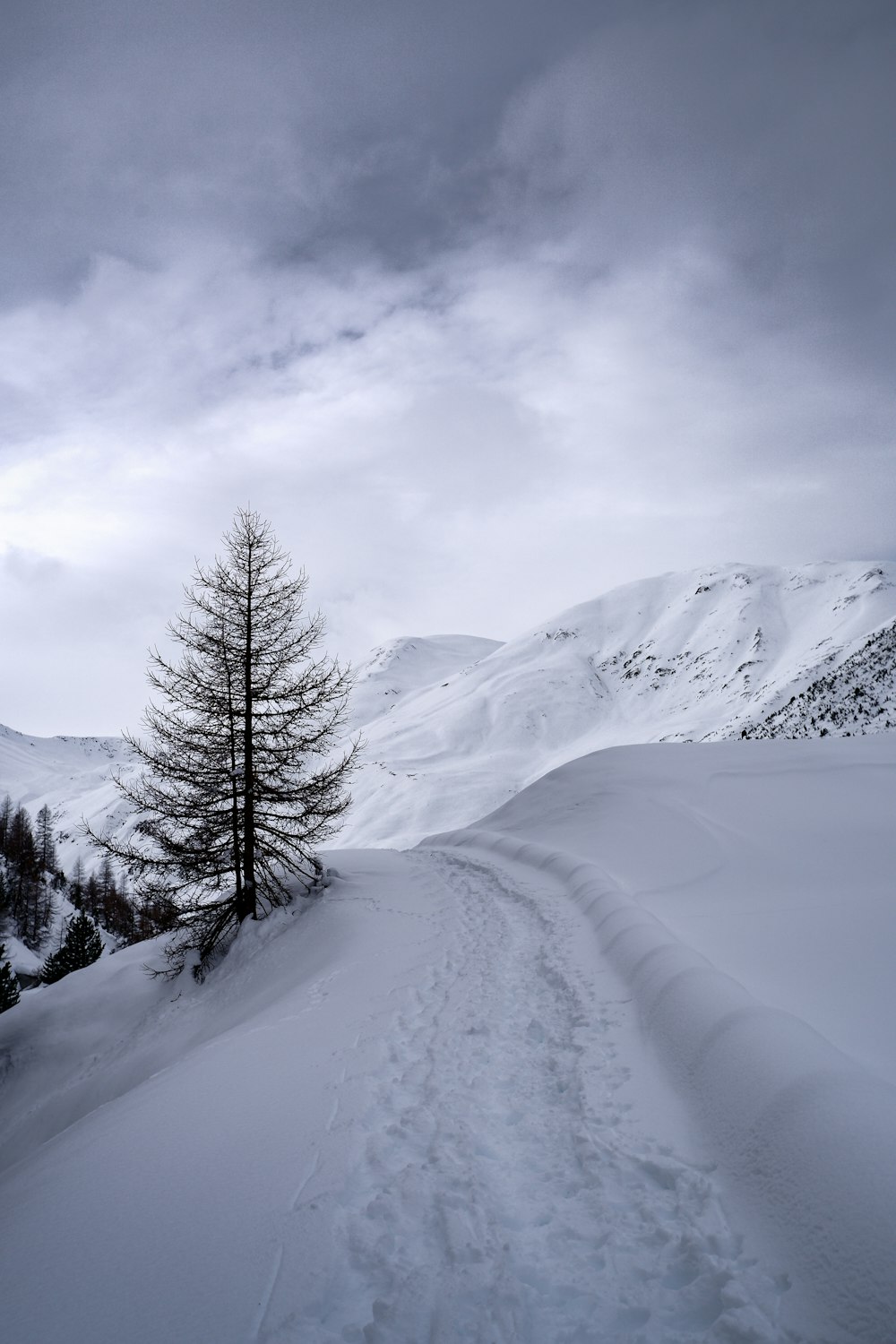 pinheiro verde na montanha coberta de neve durante o dia