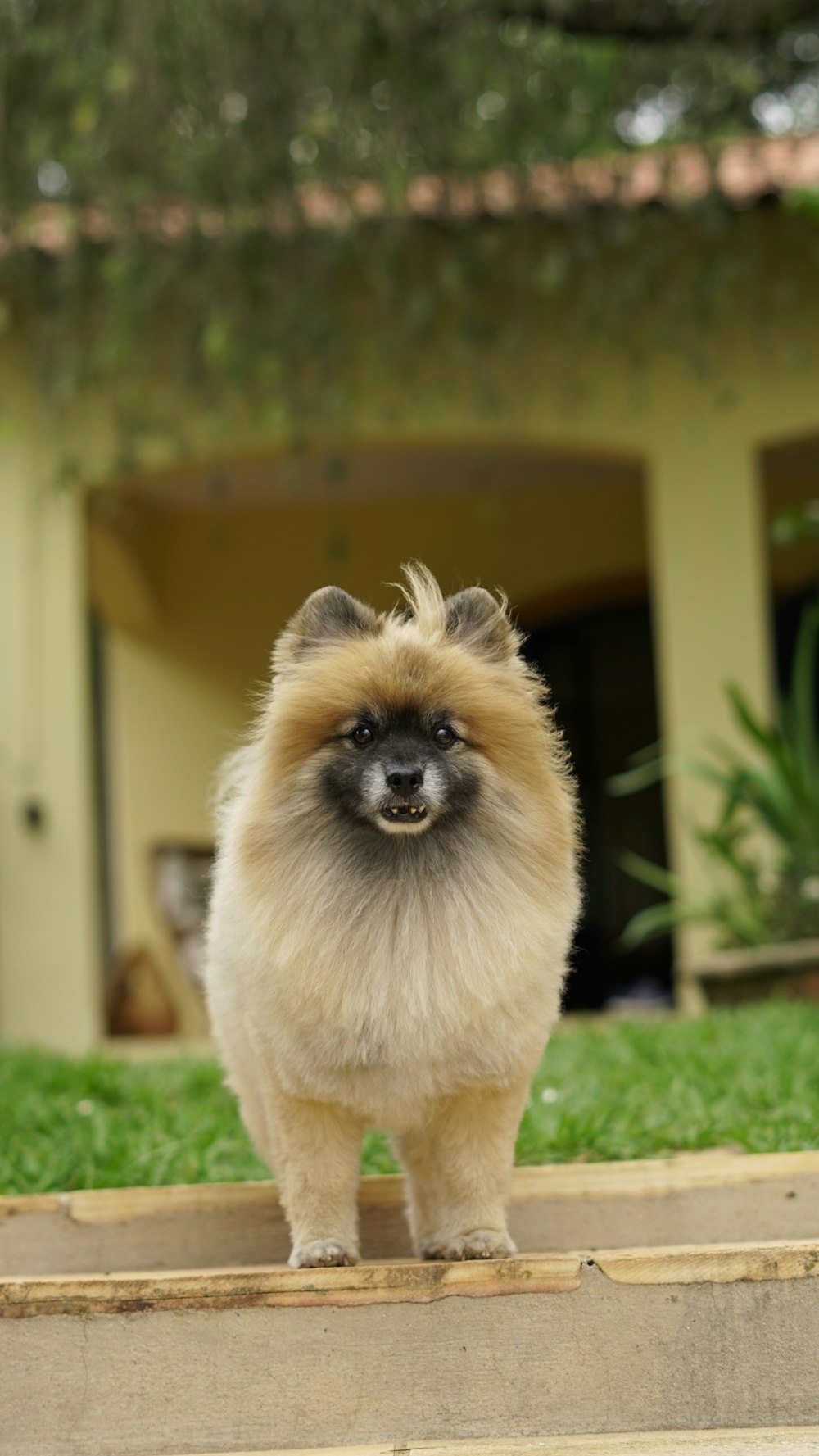 brown pomeranian puppy on green grass during daytime