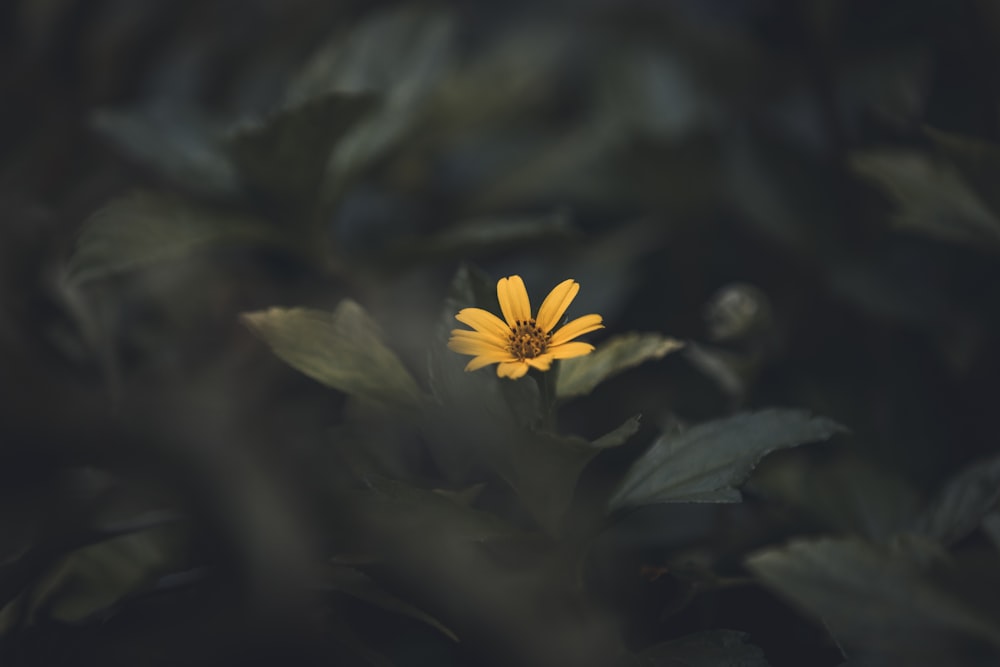 yellow flower in black background