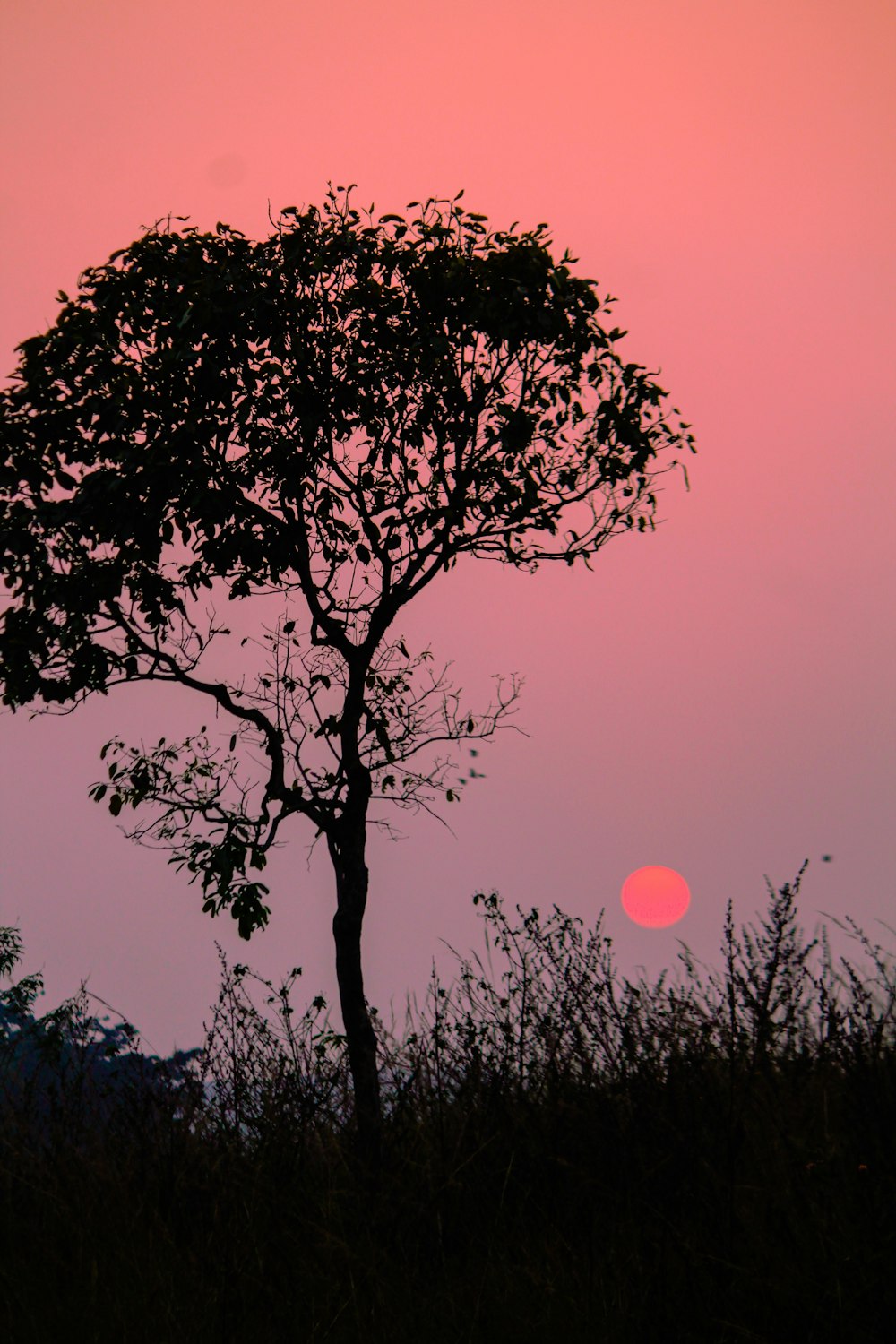 silhouette of tree during sunset