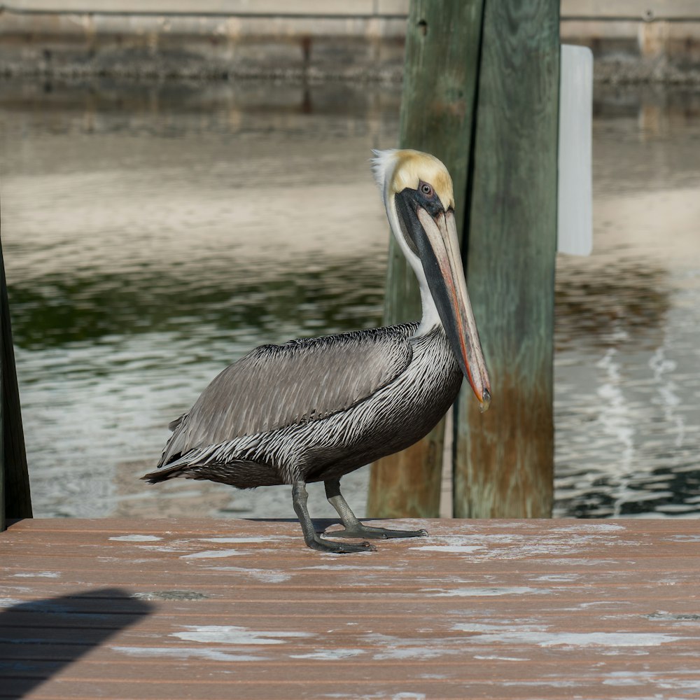 pelican on water during daytime