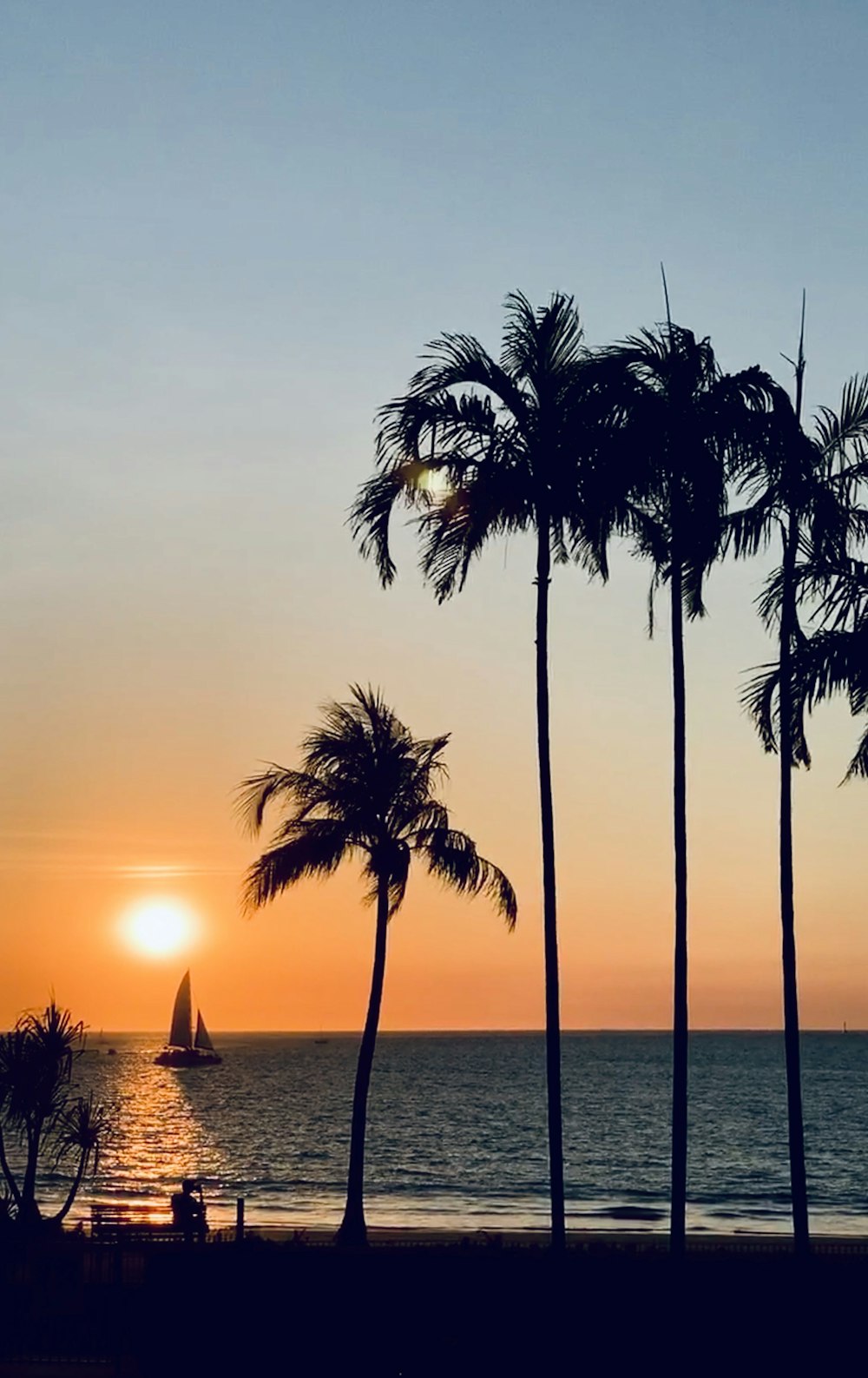 silhouette of palm trees during sunset