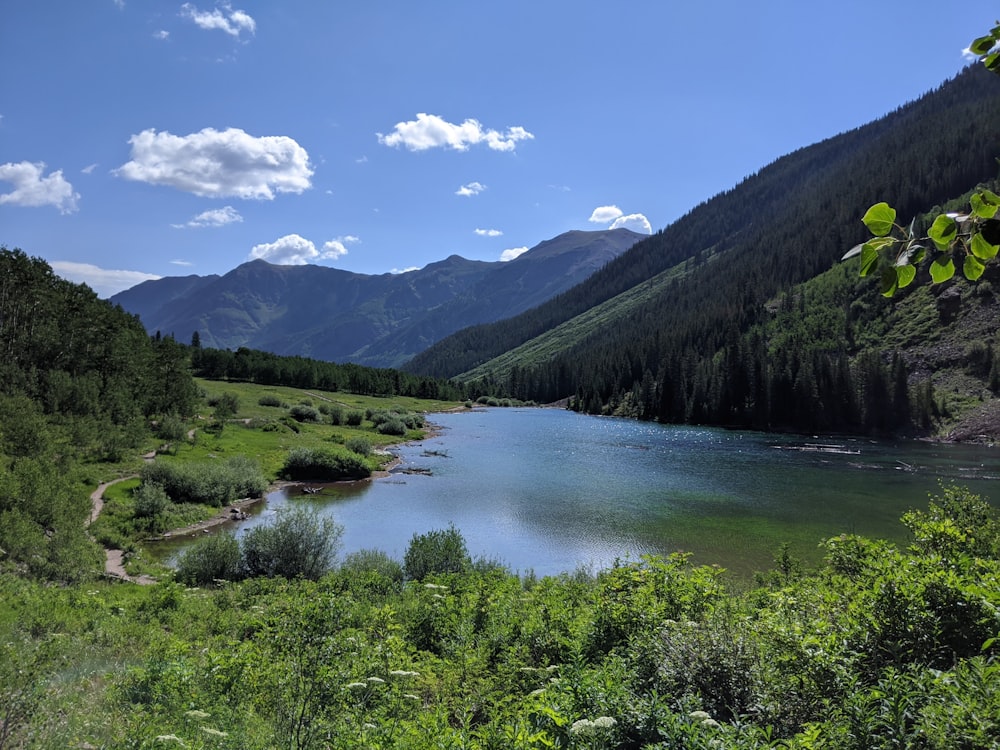 green trees near lake under blue sky during daytime