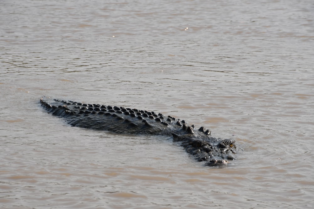 Krokodil tagsüber im Wasser