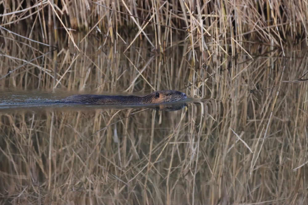 black and brown crocodile on green grass field during daytime