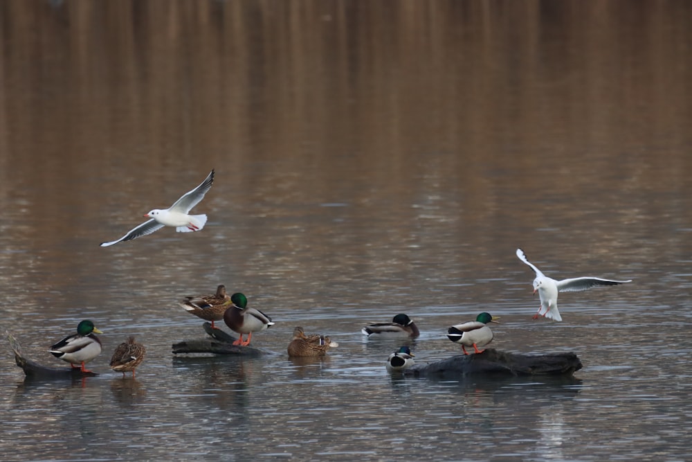white and brown birds on water during daytime