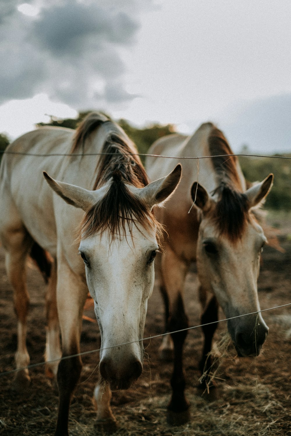 Caballos blancos y marrones en el campo marrón durante el día