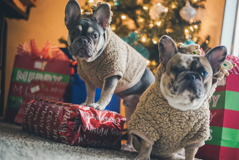 brown and white short coated dog in brown and black leopard print coat