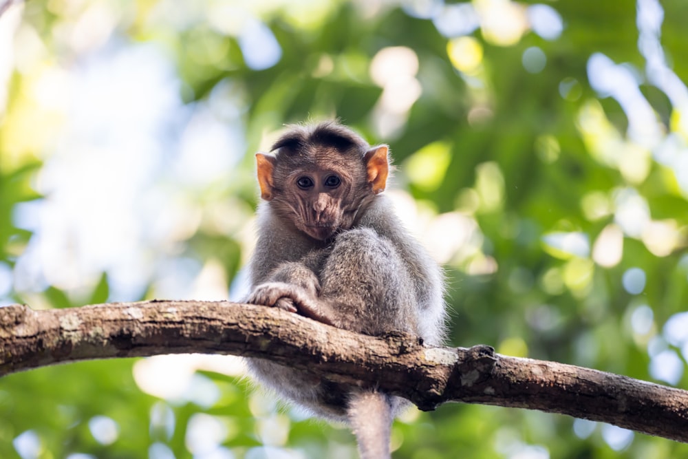 gray monkey on brown tree branch during daytime