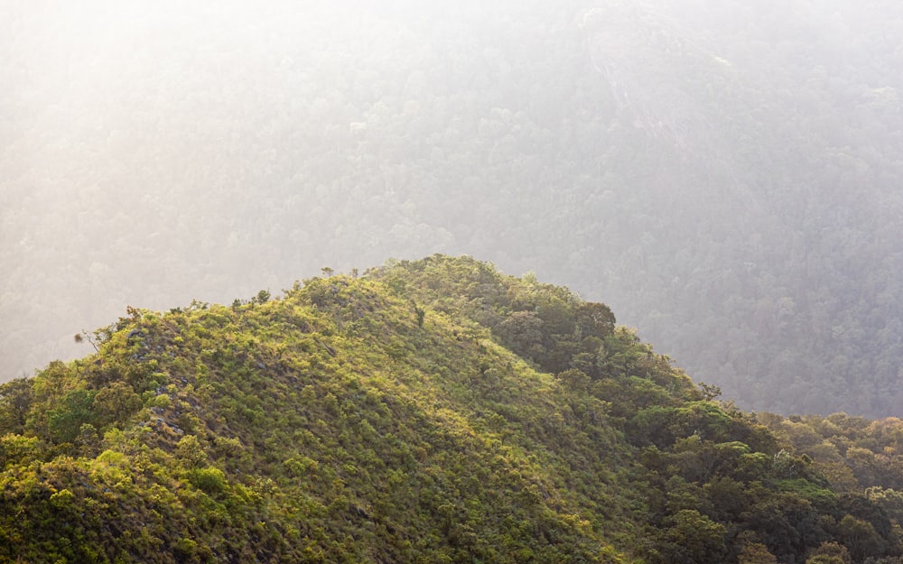 green trees on mountain during foggy day