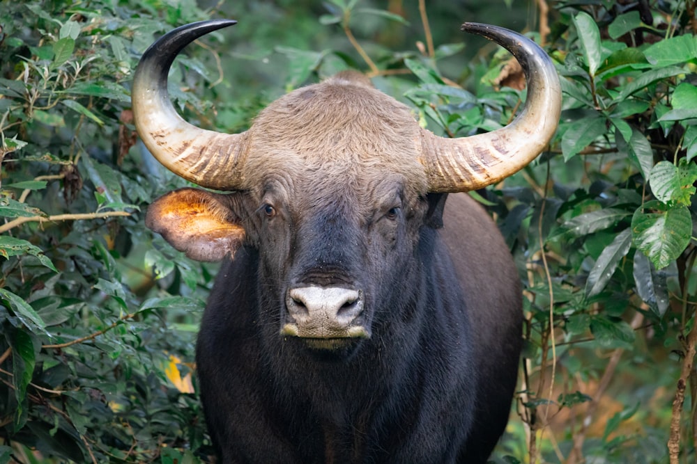 black water buffalo on green grass during daytime