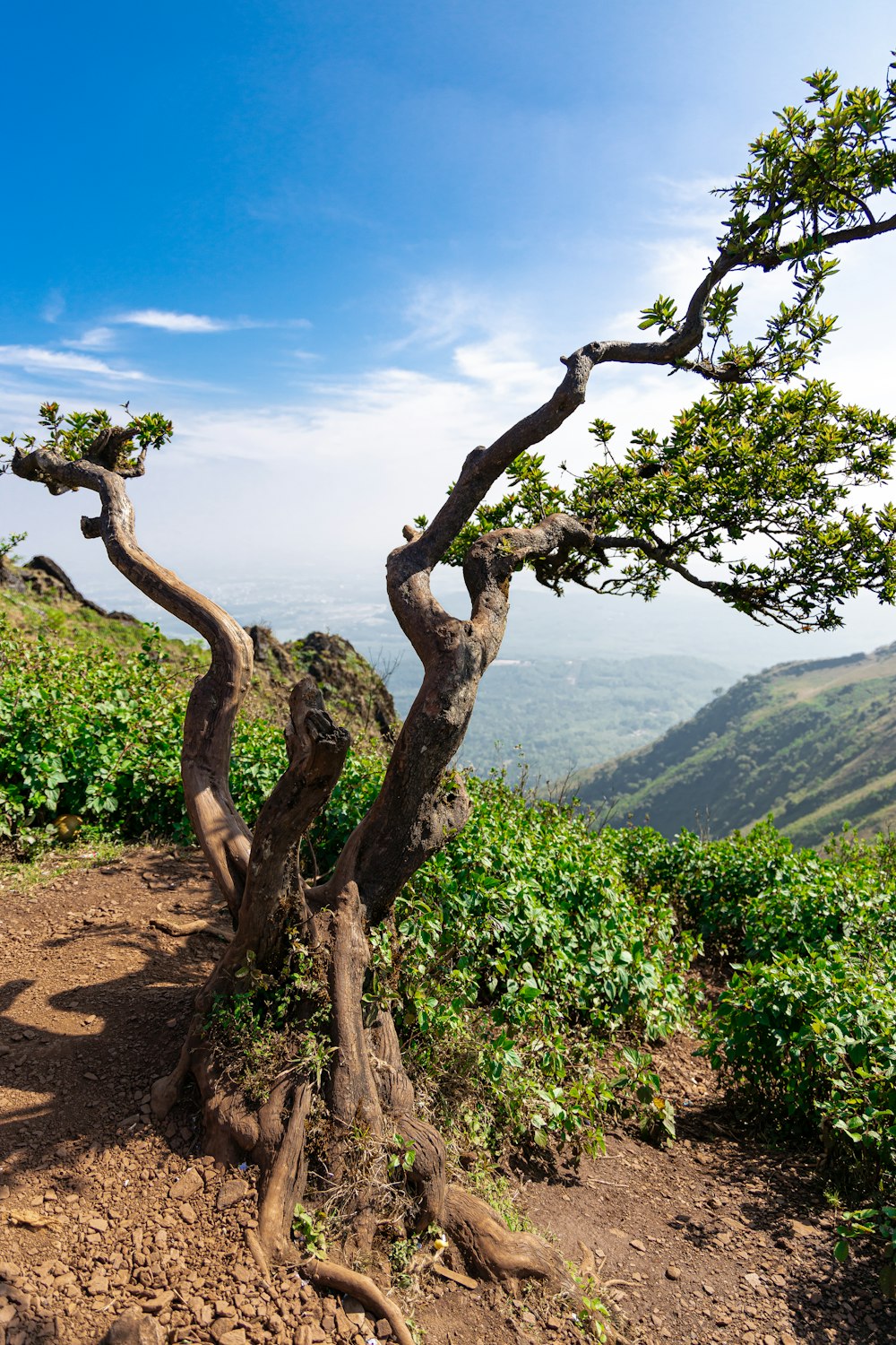 albero verde su terreno marrone durante il giorno