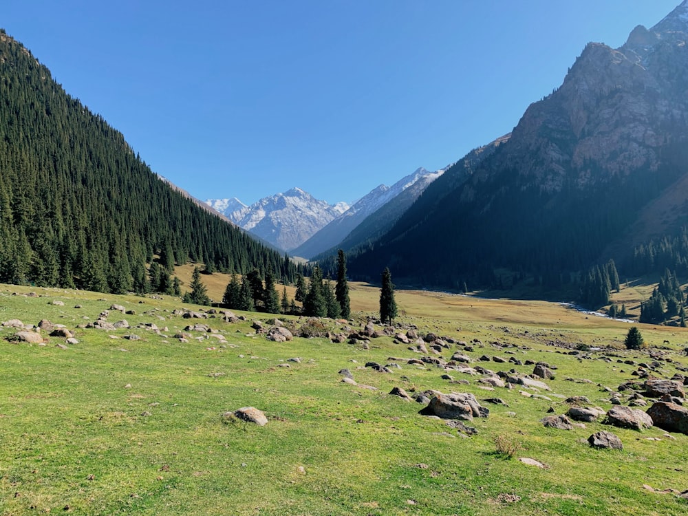 green grass field with green trees and mountains in distance