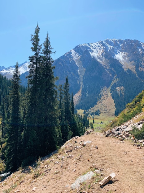 A scenic mountain landscape features a dirt hiking trail winding through the foreground, bordered by scattered rocks and shrubs. Tall evergreen trees stand prominently on the left, while majestic snow-capped mountains rise in the background under a clear blue sky.