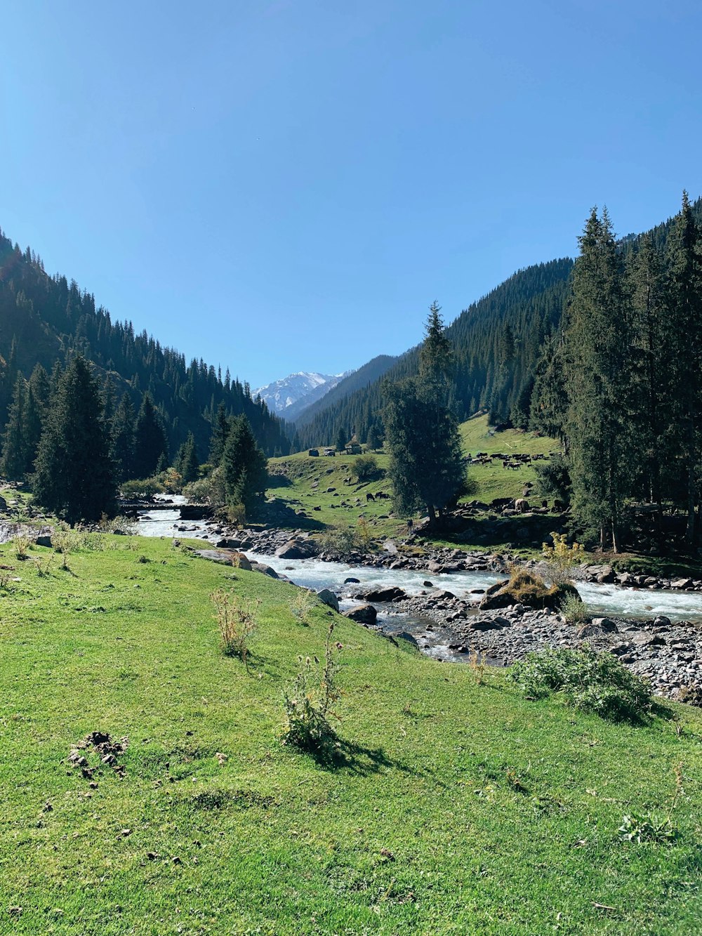 green grass field near green trees and mountains during daytime