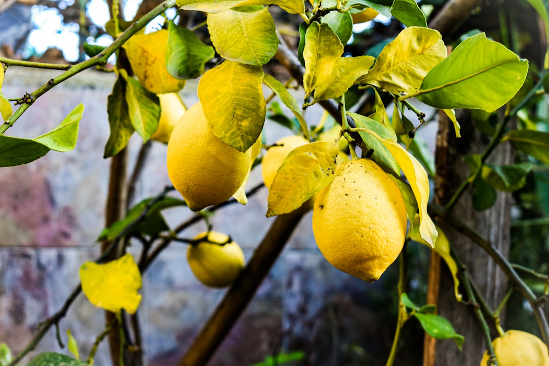 yellow lemon fruit on tree