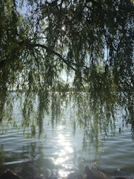Sunlight filtering through tree leaves with soft ripples of a nearby stream.