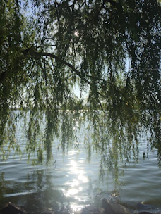 Sunlight filtering through tree leaves with soft ripples of a nearby stream.