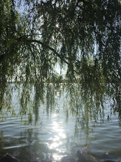 Sunlight filtering through leaves above a pristine water source, reflecting Maqwave’s commitment to nature