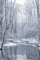 body of water between bare trees during daytime