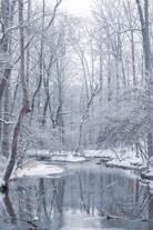 body of water between bare trees during daytime