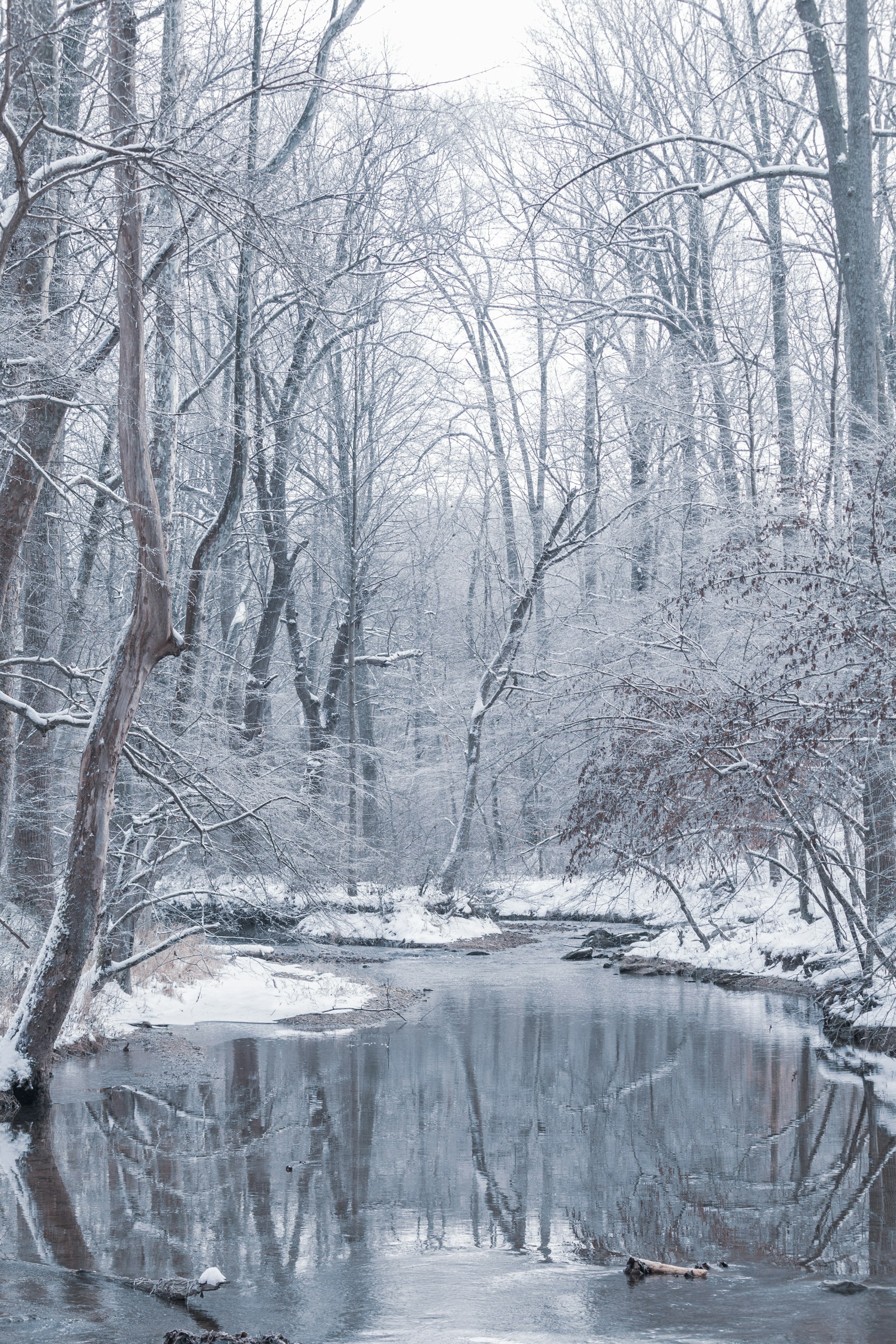 body of water between bare trees during daytime