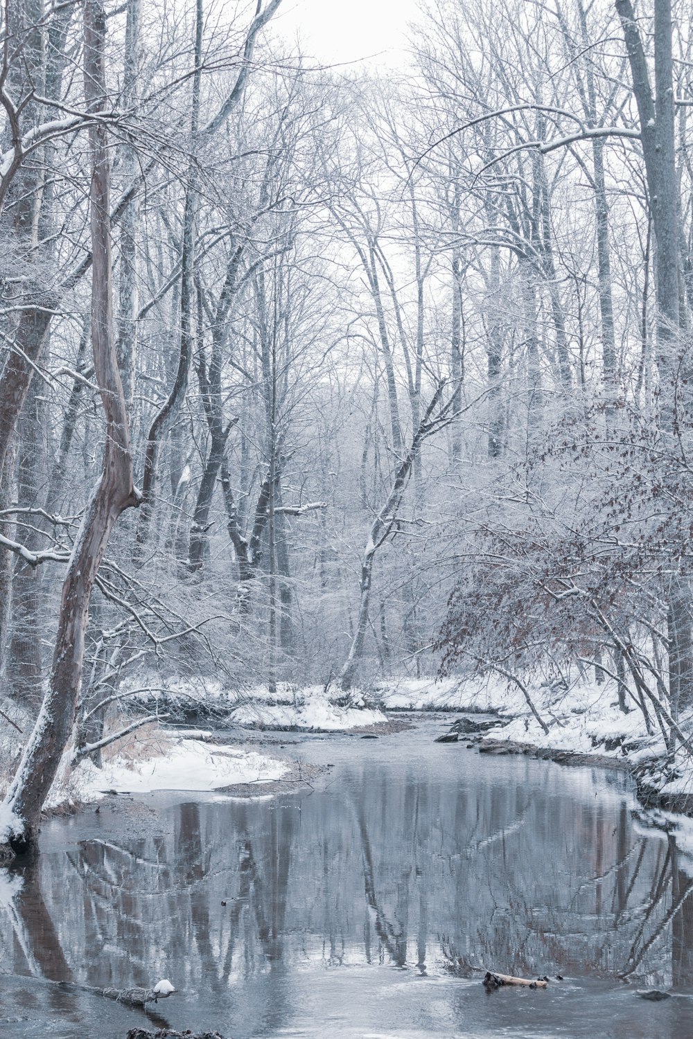 body of water between bare trees during daytime