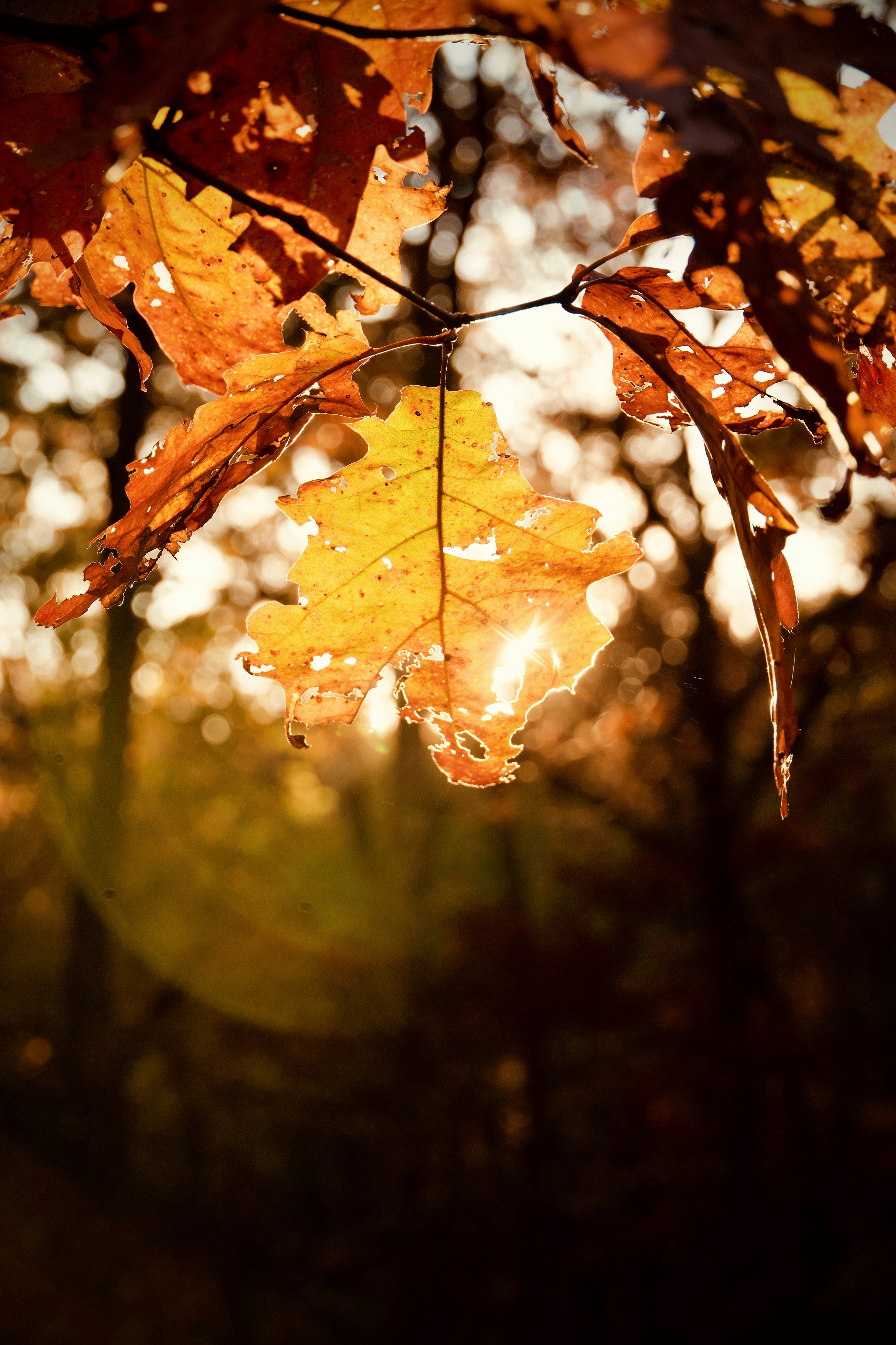 Photo by sid_suratia