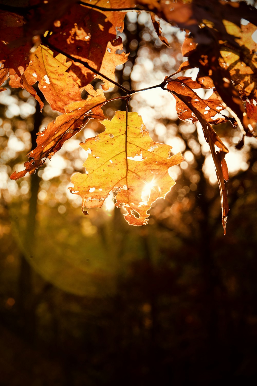 brown maple leaf in close up photography