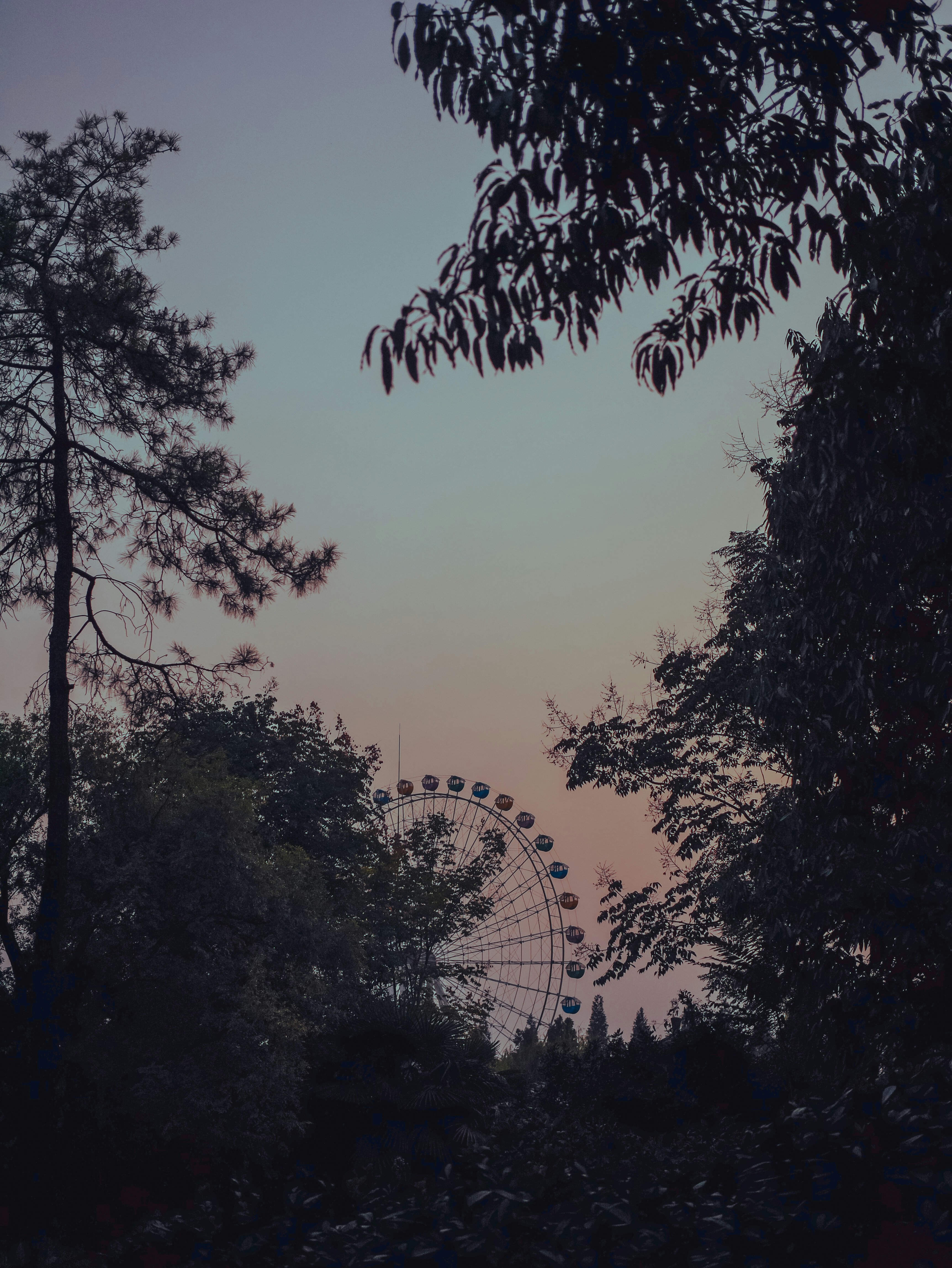 Choose from a curated selection of tree photos. Always free on Unsplash.
