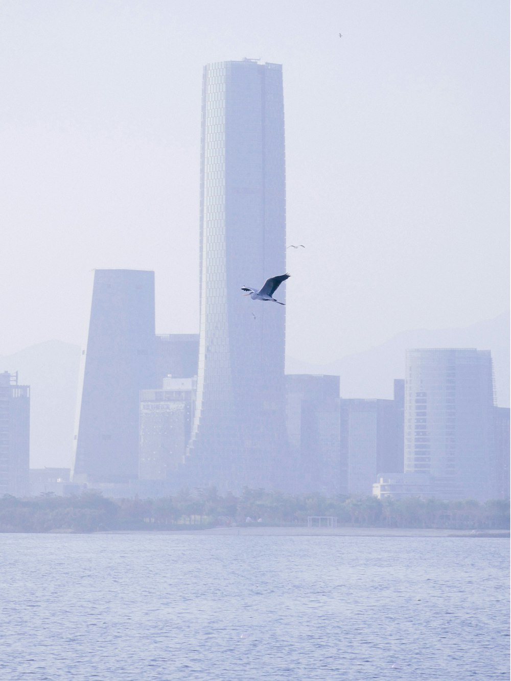 bird flying over the city during daytime
