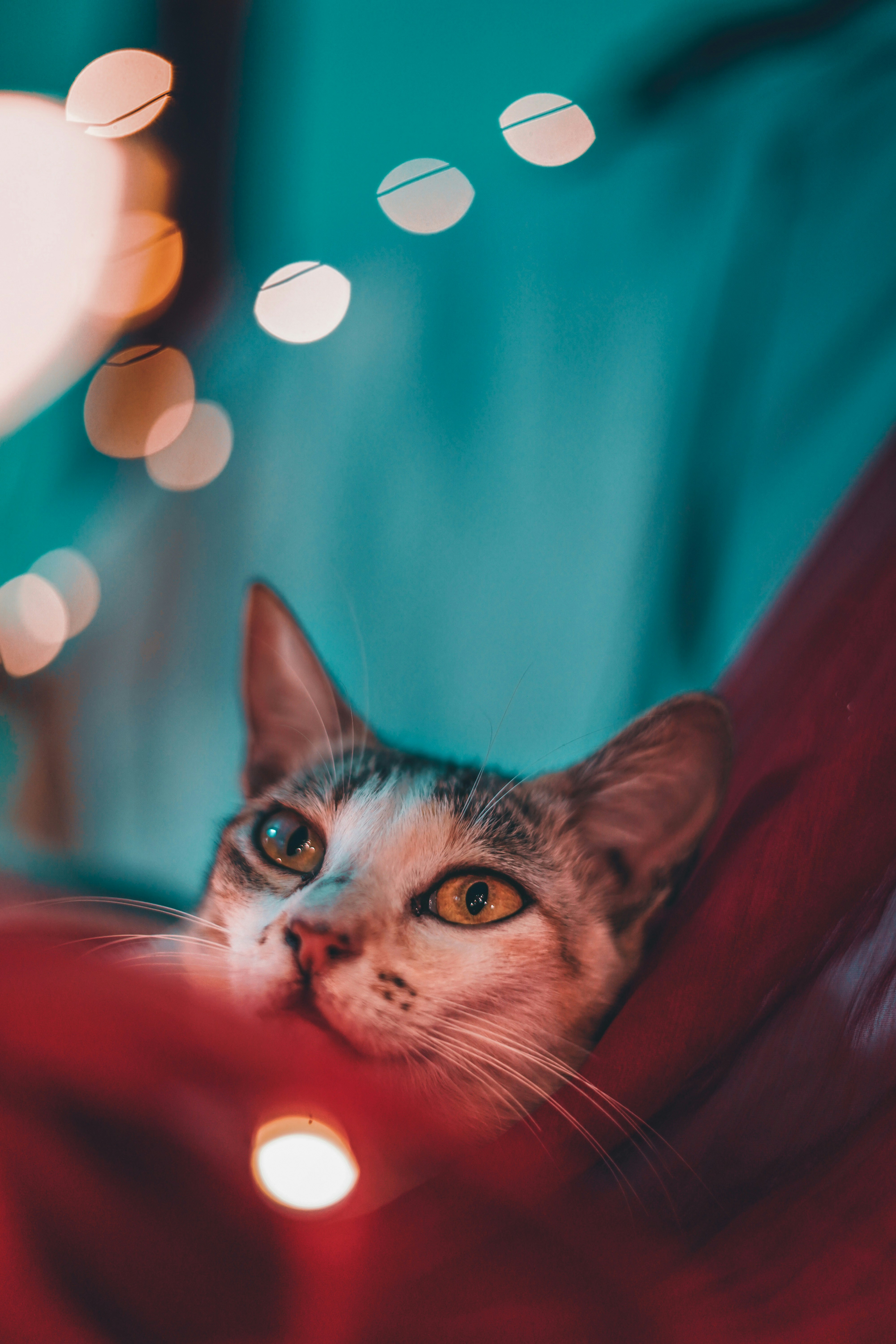 Photo by monishaselv