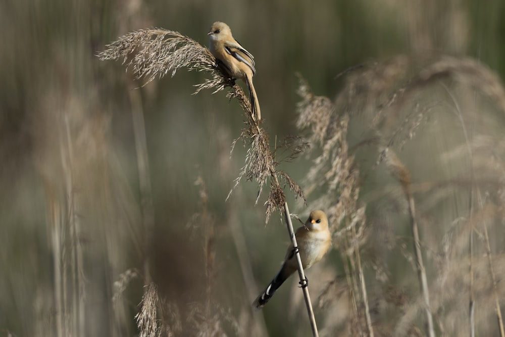 yellow and brown bird on brown tree branch