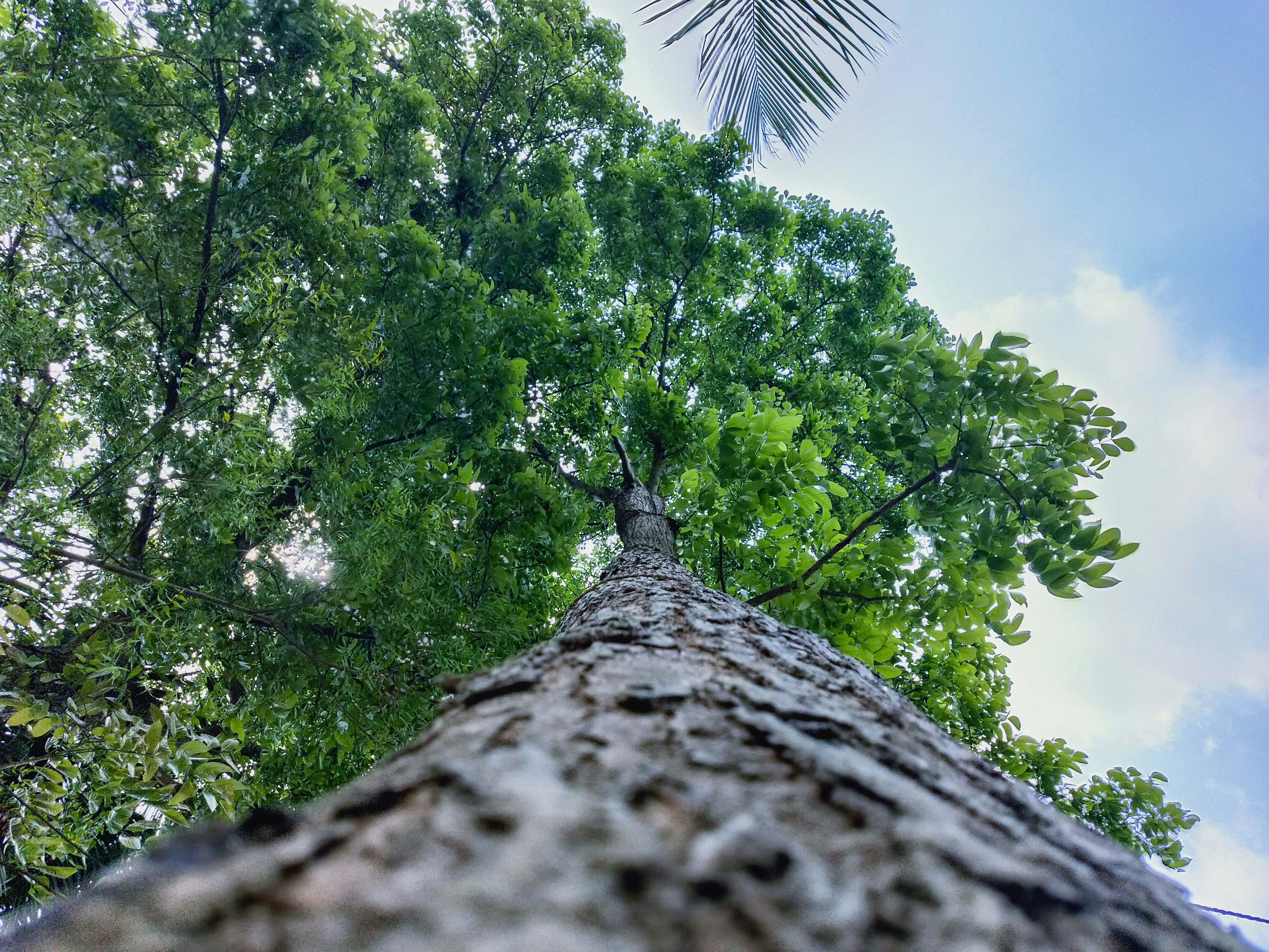 low angle photography of green trees under white sky during daytime